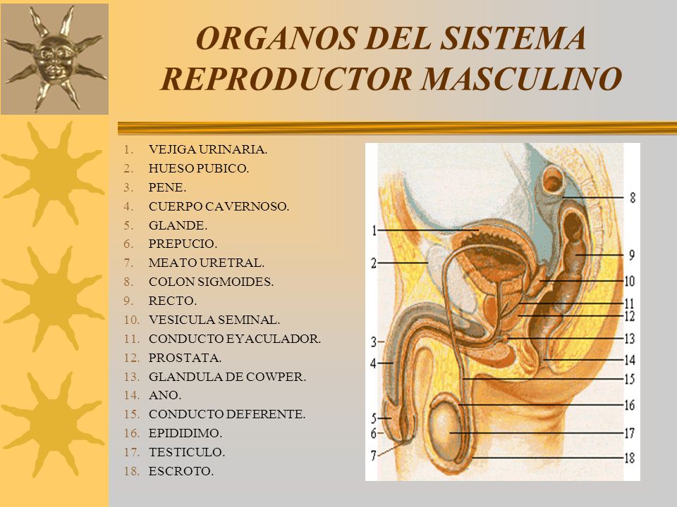 aparato reproductor masculino hueso pubico funcion aparato reproductor masculino hueso pubico funcion